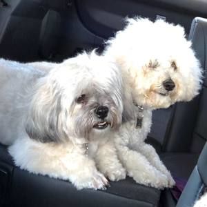 Meet your Posher, Susan